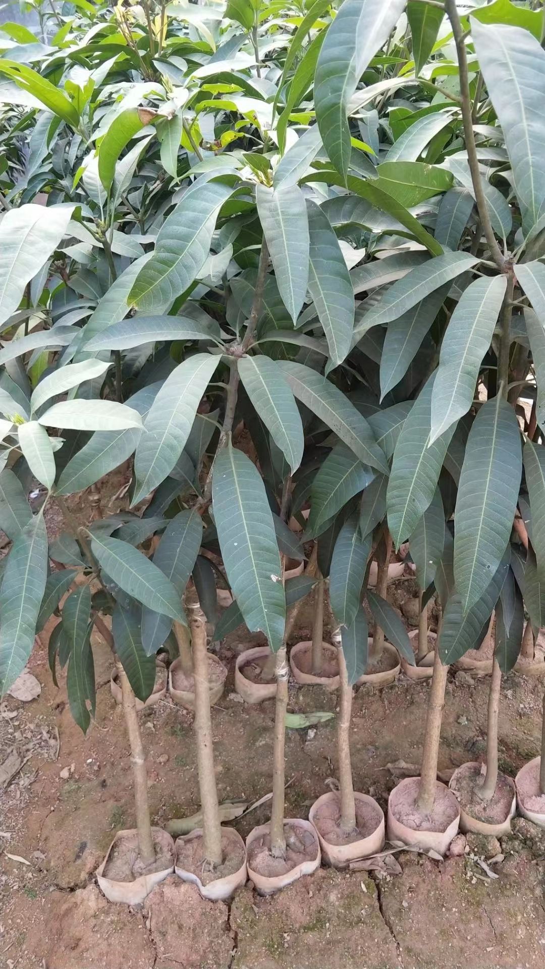 金煌芒果苗  金黄芒果苗