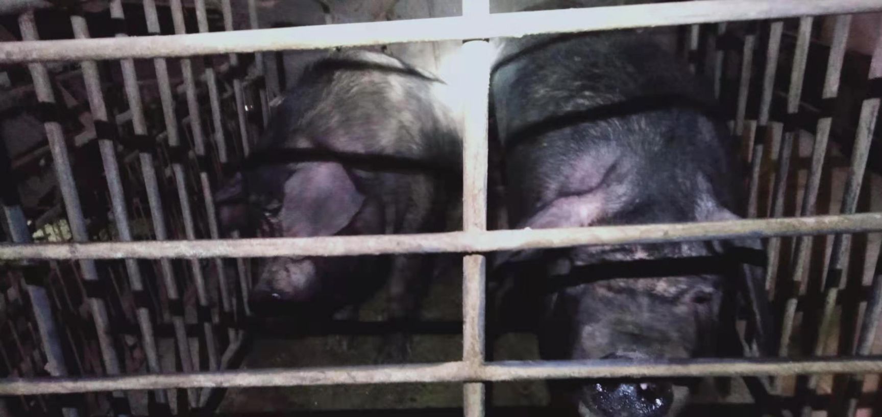 生猪 只供重庆。太湖母猪。二元母猪。预肥猪！