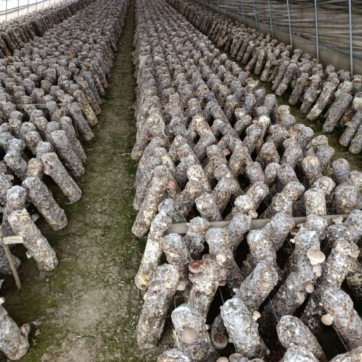 界首市香菇  量多价优，高品质，次品都有