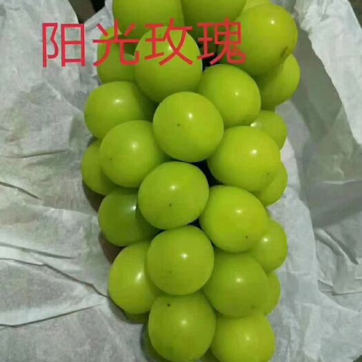 泰安阳光玫瑰葡萄苗 优质葡萄嫁接苗 包品种  包结果