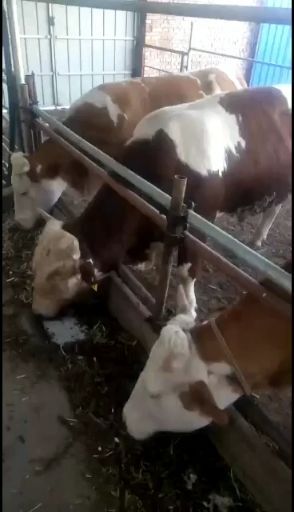 奉新县 肉牛基地现售大小西门塔尔肉牛