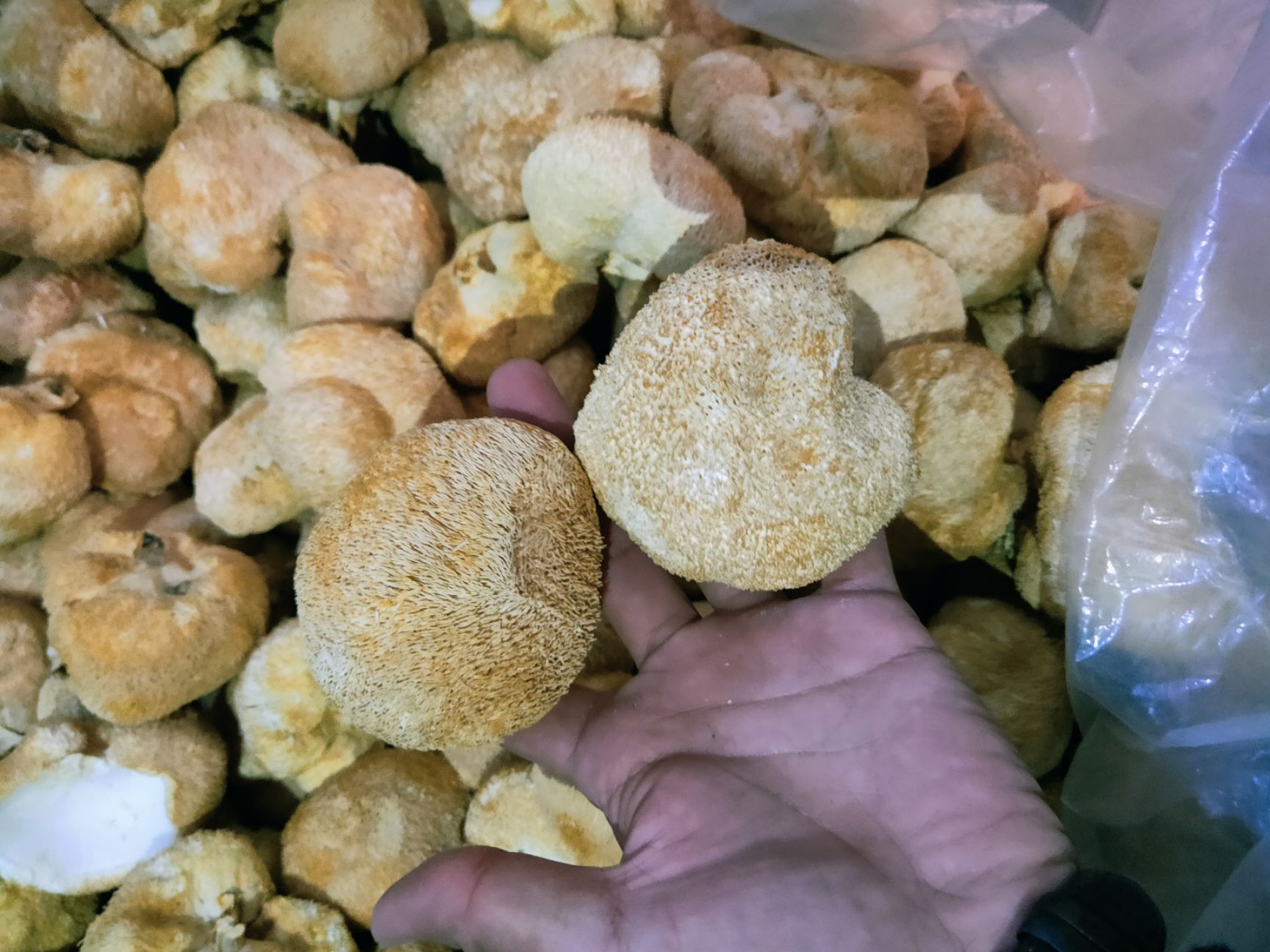 干猴头菇  福建古田猴头菇  产地直销