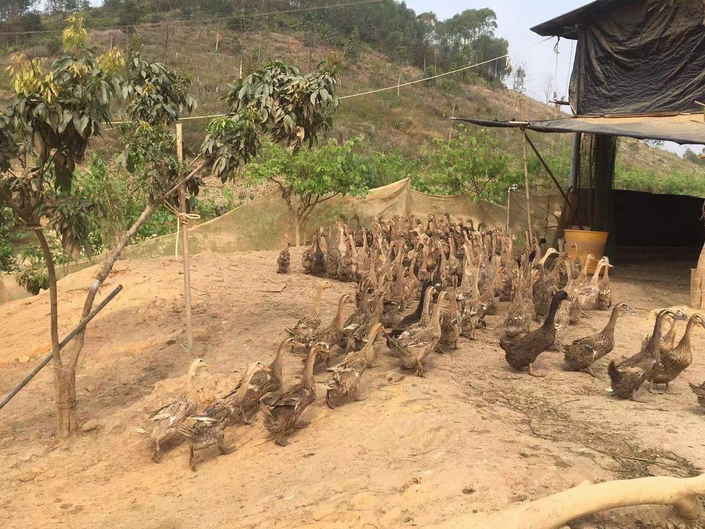  淘汰蛋鸭。数量5000。钦州货源。，3.23斤。价格优惠