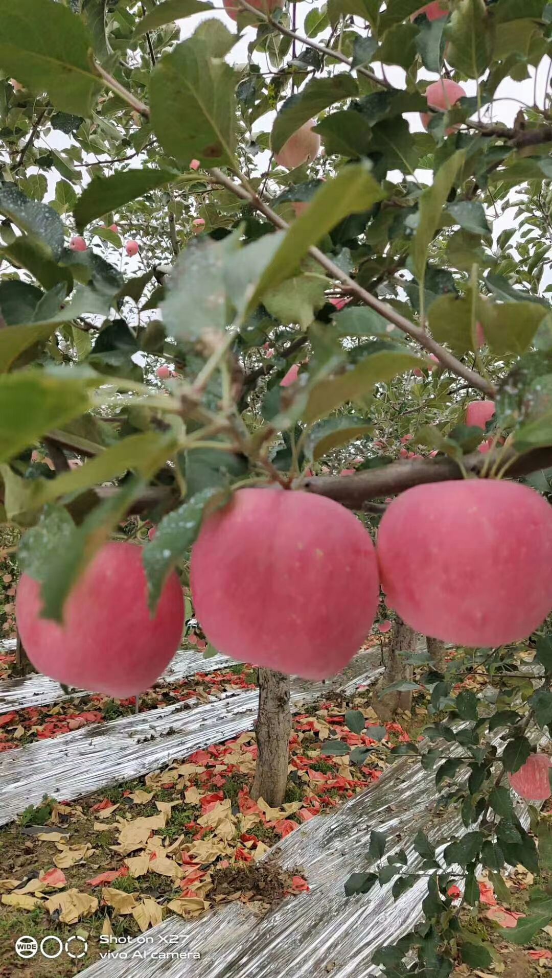 红富士苹果 陕西省延安市洛川县 纸袋 条红+片红 一级果 