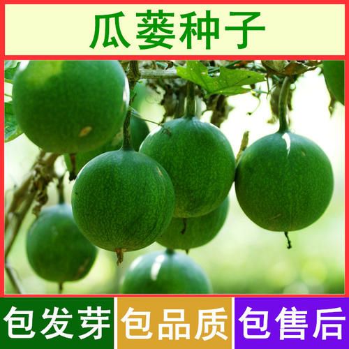 瓜蒌苗9号吊瓜苗蒌大颗粒品种药食同源在线技术支持基地直发