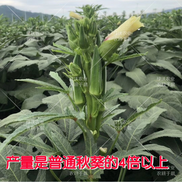 高端黄秋葵种子果色油亮绿整齐高产耐运短尾源春秋蔬菜种籽