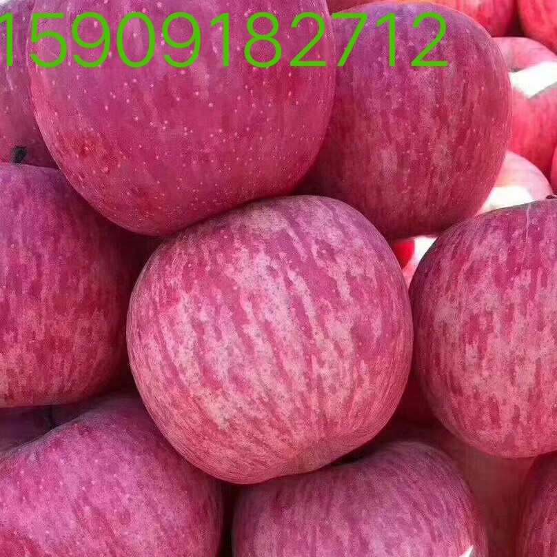 红富士苹果 陕西省延安市洛川县 纸袋 条红+片红 一级果 