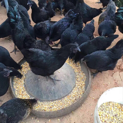 长年出售五黑鸡，全国可发货。绿鸡种蛋受精蛋长期出售。