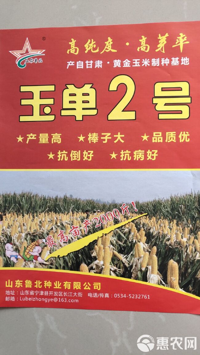 玉单2号玉米种子  厂家直销 玉米种