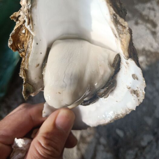 饶平县三倍体生蚝  生蚝，生蚝肉，牡蛎产地批发