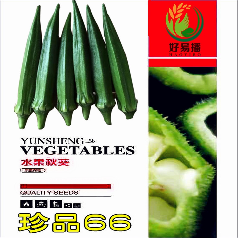 高端黄秋葵种子果色油亮绿整齐高产耐运短尾源春秋蔬菜种籽