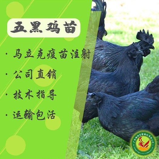 南宁绿壳蛋鸡苗，包打疫苗，包技术指导，包运途损失，全国发货