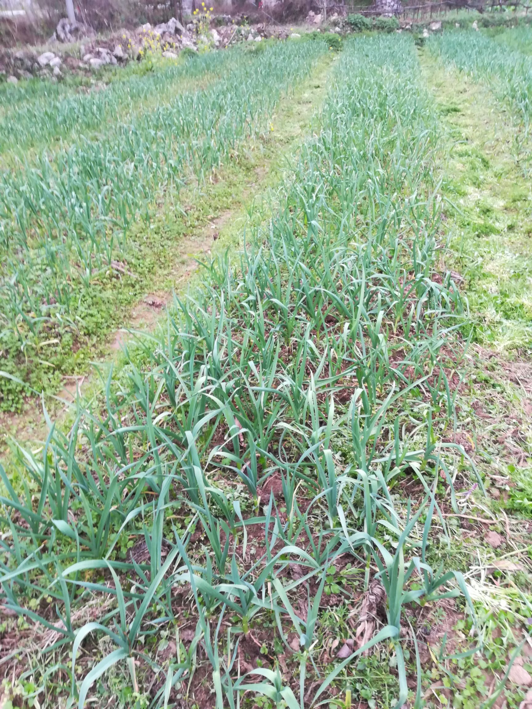 红根蒜苗  农家蒜苗