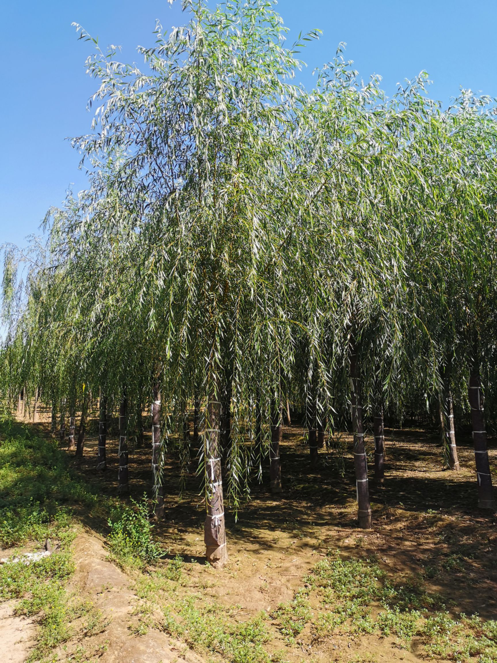 出售：15---18公分垂柳，自家苗圃定植移栽苗。桿直帽圓