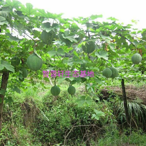 瓜蒌苗9号吊瓜苗蒌大颗粒品种药食同源在线技术支持基地直发