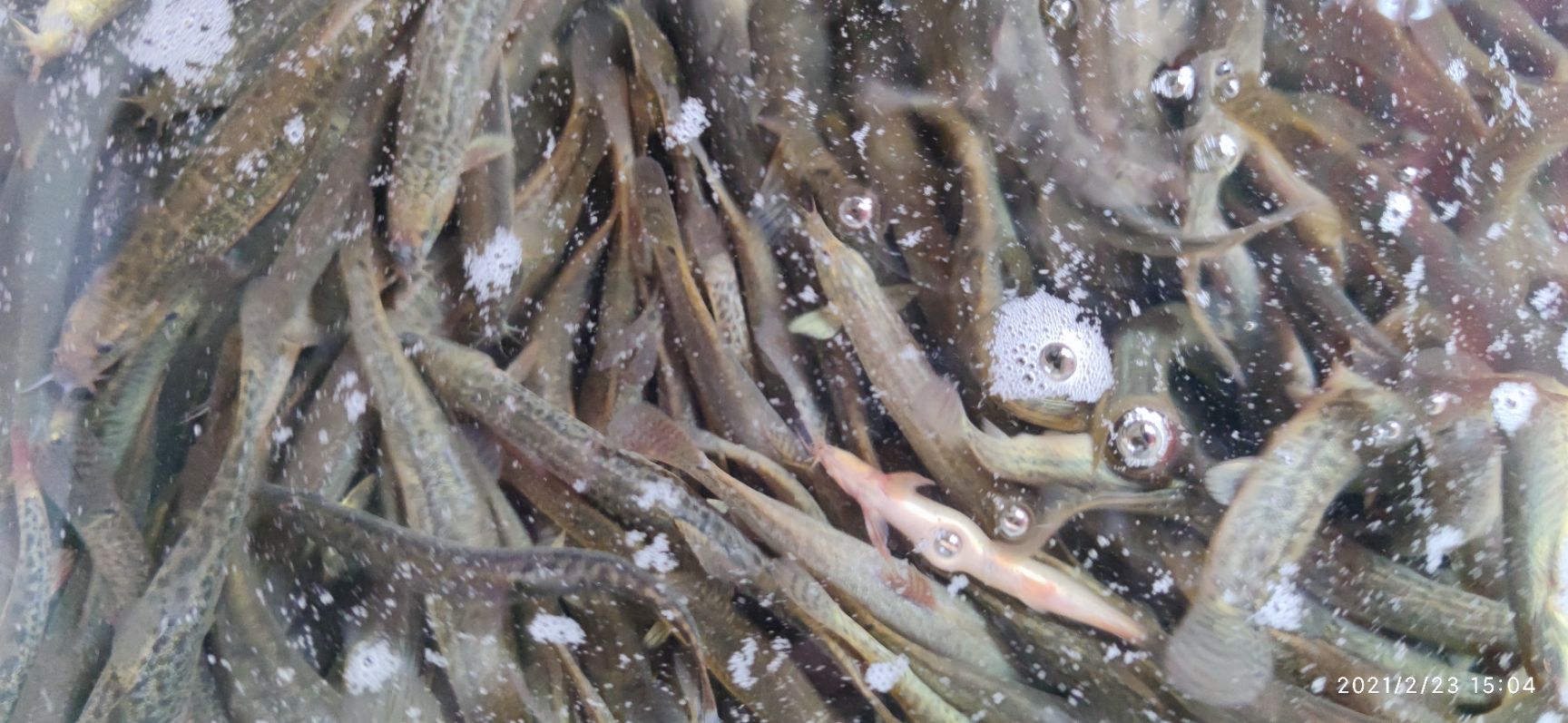 圆鳅 青鳅，非养殖 纯ye生土泥鳅 田沟沟 非小圆鳅池塘养殖