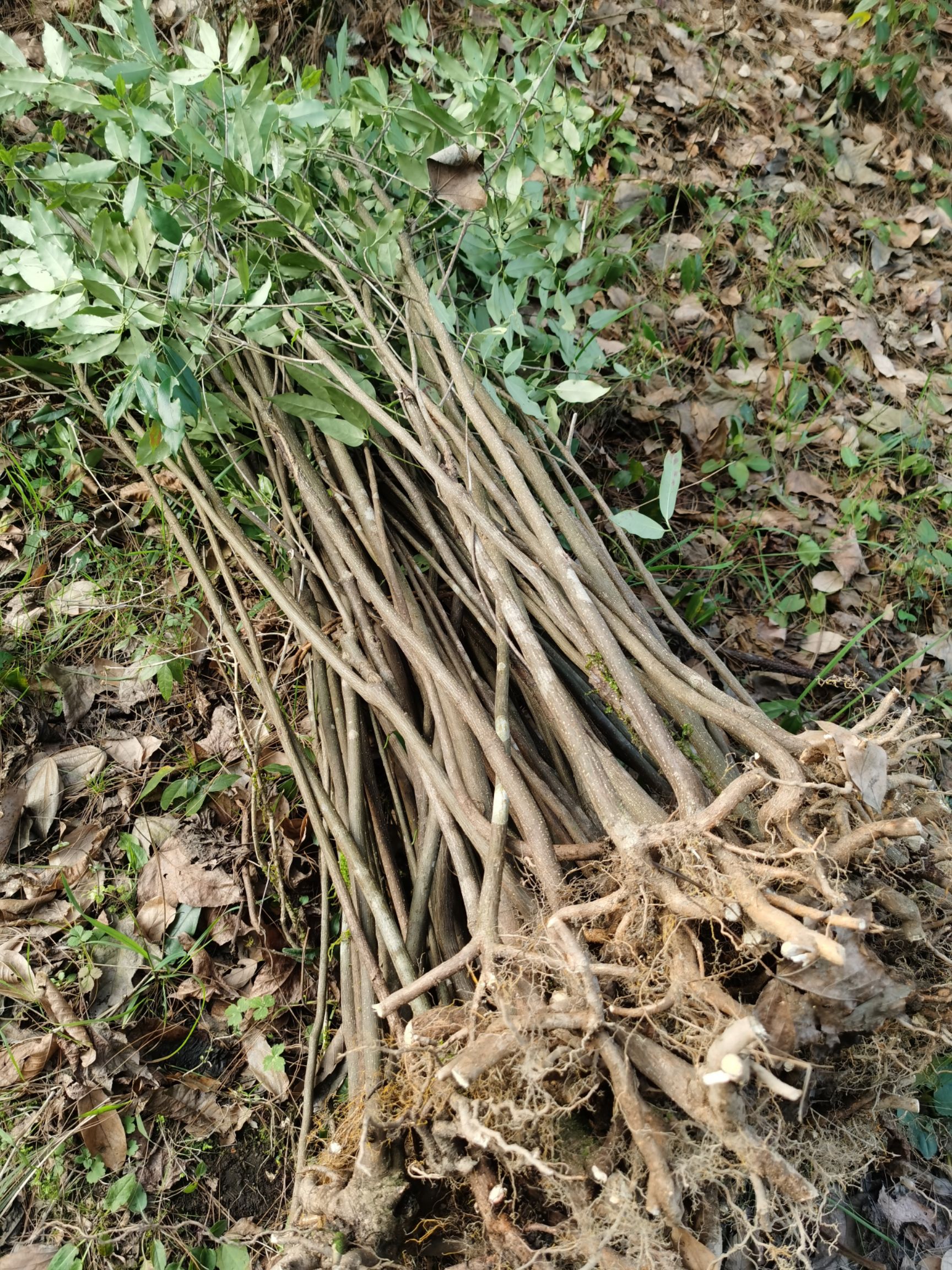 陕西卫矛  陕西卫毛，原生树金丝吊蝴蝶，原生金丝吊蝴蝶
