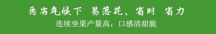 高端黄秋葵种子果色油亮绿整齐高产耐运短尾源春秋蔬菜种籽