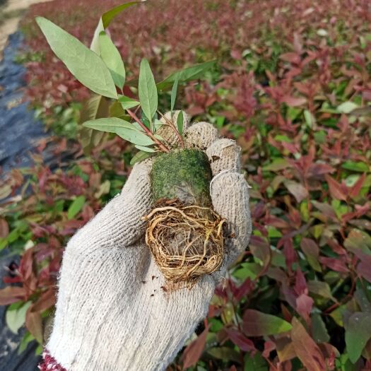 蒙山县大量供应桉树苗