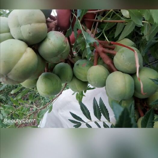 玛纳斯县 新文冠果种子，粒粒饱满，成熟度佳，自产自销，低价出售，