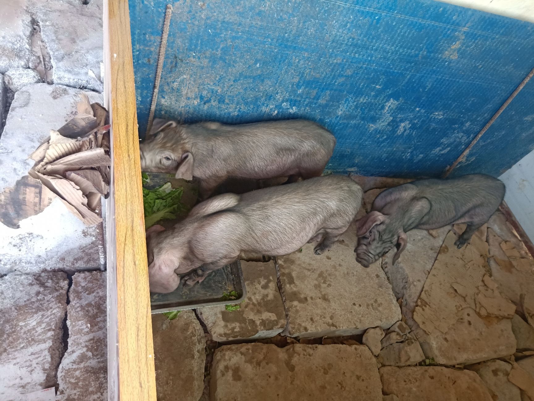 生猪 只供重庆。太湖母猪。二元母猪。预肥猪！