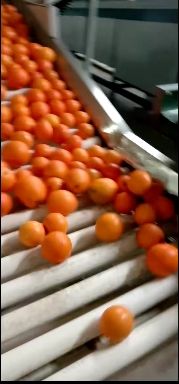 伦晚脐橙，皮薄肉厚水份充足纯甜，挂树鲜果，果园地头看货采摘