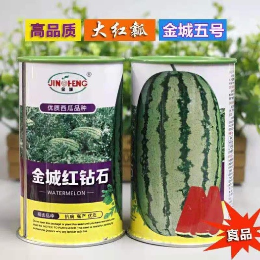 寿光市金城五号西瓜苗直播苗/嫁接苗