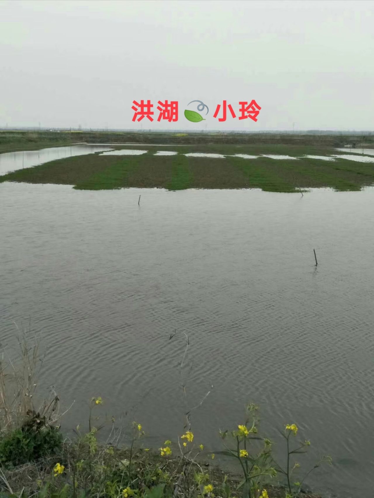 雀稗种子  小米草种 耐高温水草 速生草 量大价优 包邮