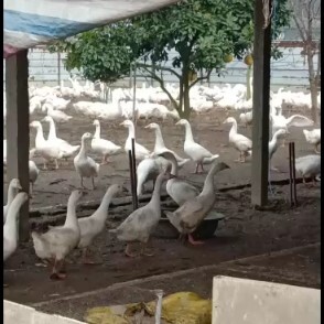 广汉市鹅肉类 新鲜 