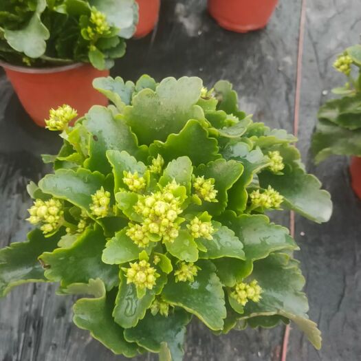 青州市长寿花盆栽 长寿花