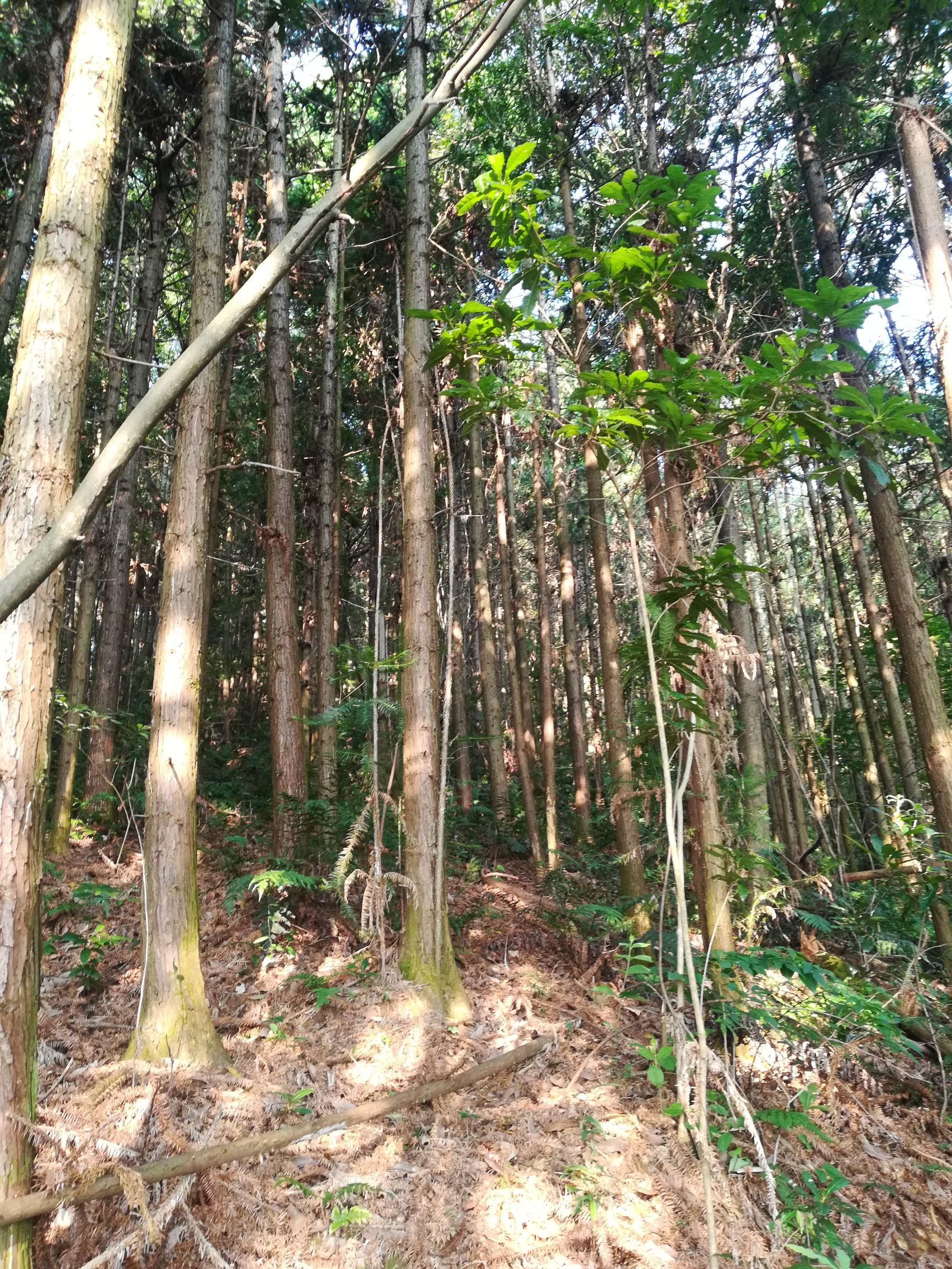 木材 