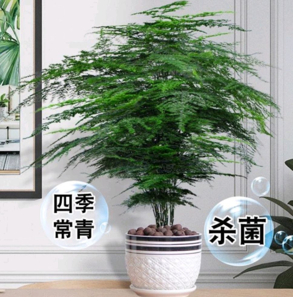 文竹盆栽苗 室内四季常青   净化空气  吸甲醛  好养