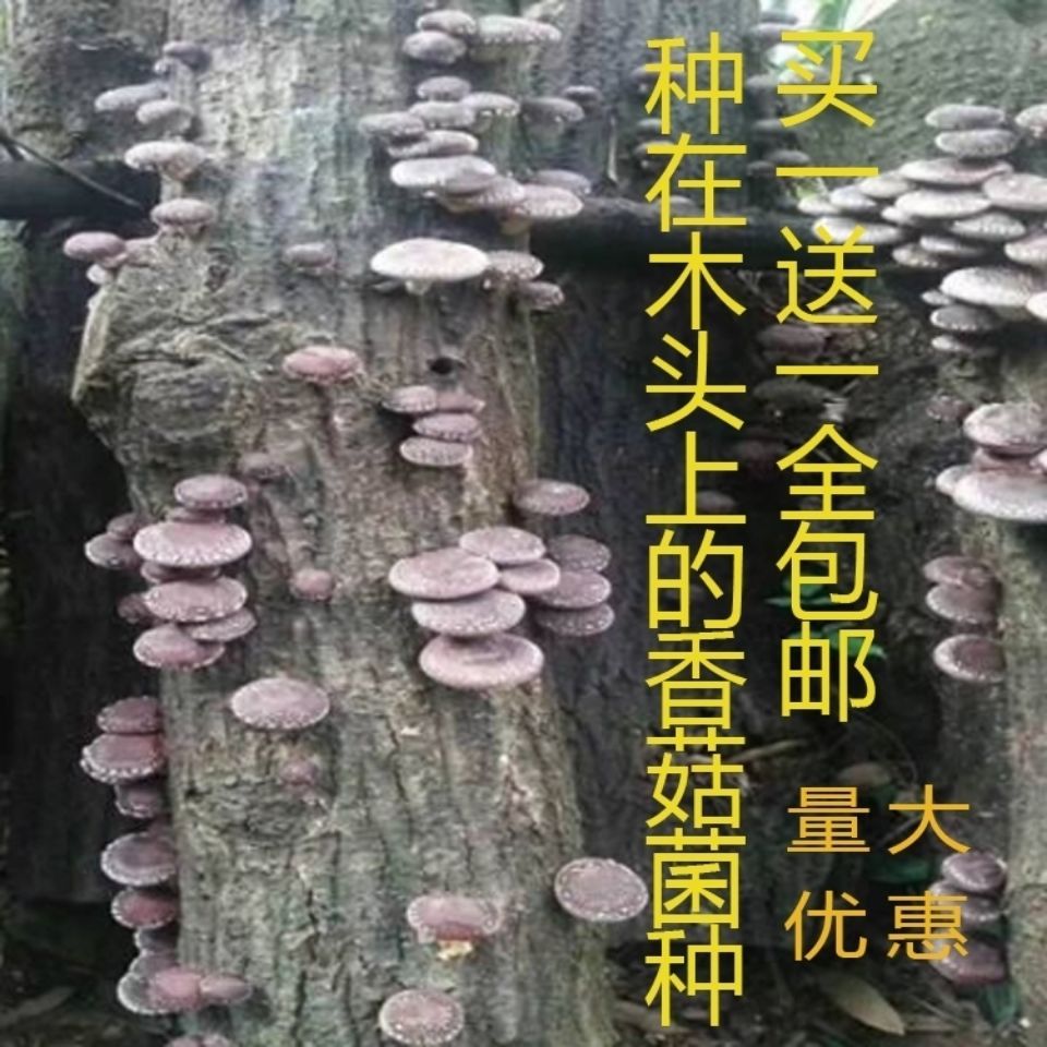 椴木中温木头栽培香菇菌种中温品种种子种苗