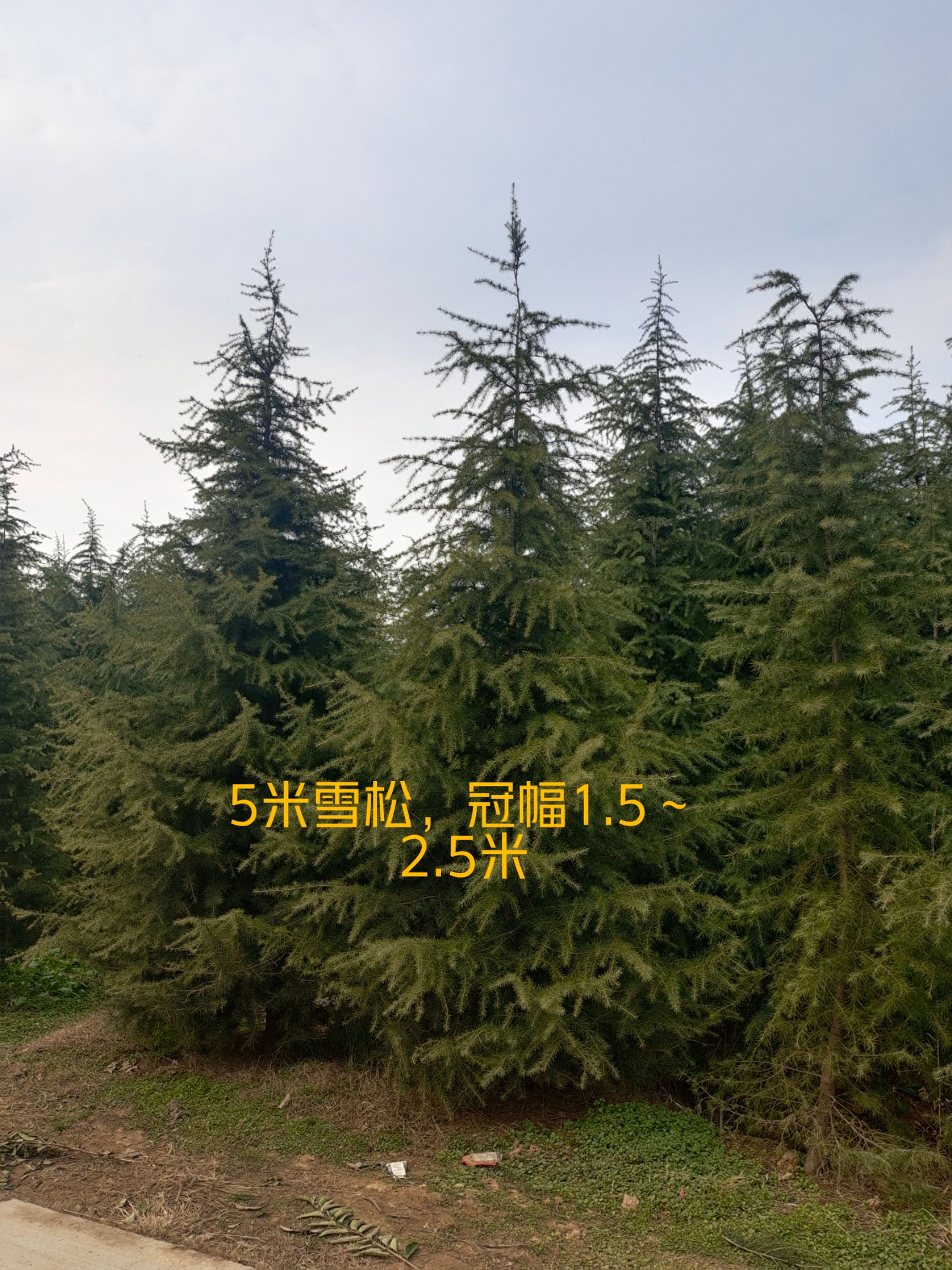 喜马拉雅雪松  3.5米¥绿化苗木$规格齐全
