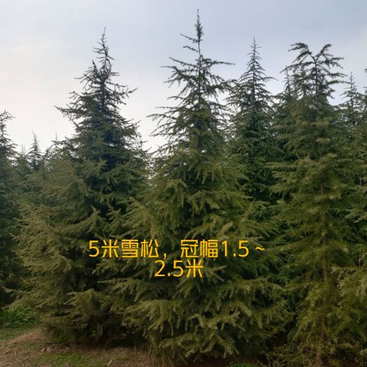 汝南县喜马拉雅雪松  3.5米¥绿化苗木$规格齐全