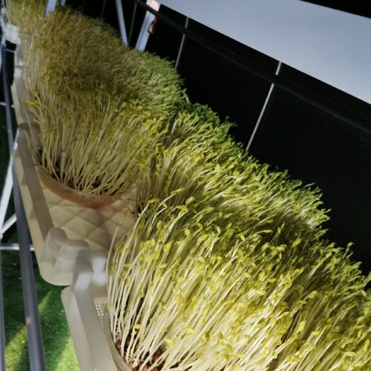 伊川县豌豆苗  精选豆种   天然井水培育   活体芽菜供应