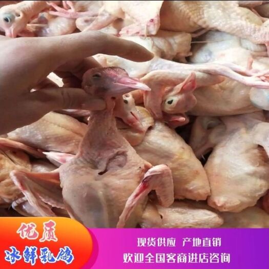 晋州市白条乳鸽 老鸽 各种规格 厂家直供 日供应5000只