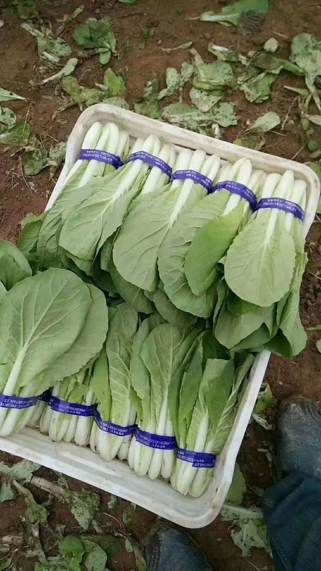 奶白菜！山东辰捷蔬菜配送一条龙