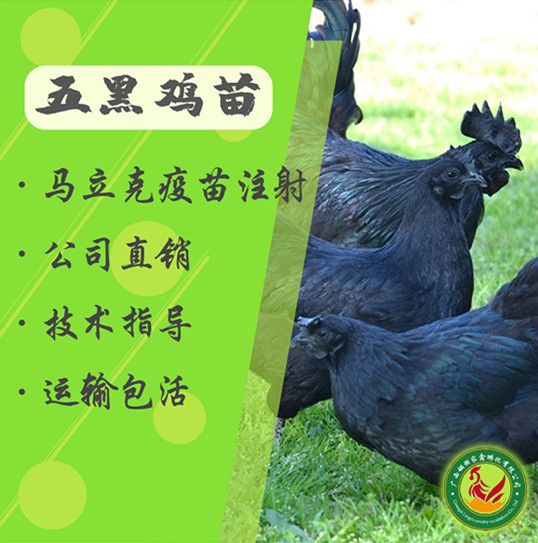 五黑鸡苗，包打疫苗，包技术指导，包运途损失