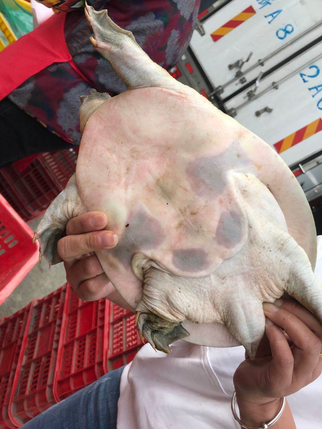 甲鱼，外塘甲鱼