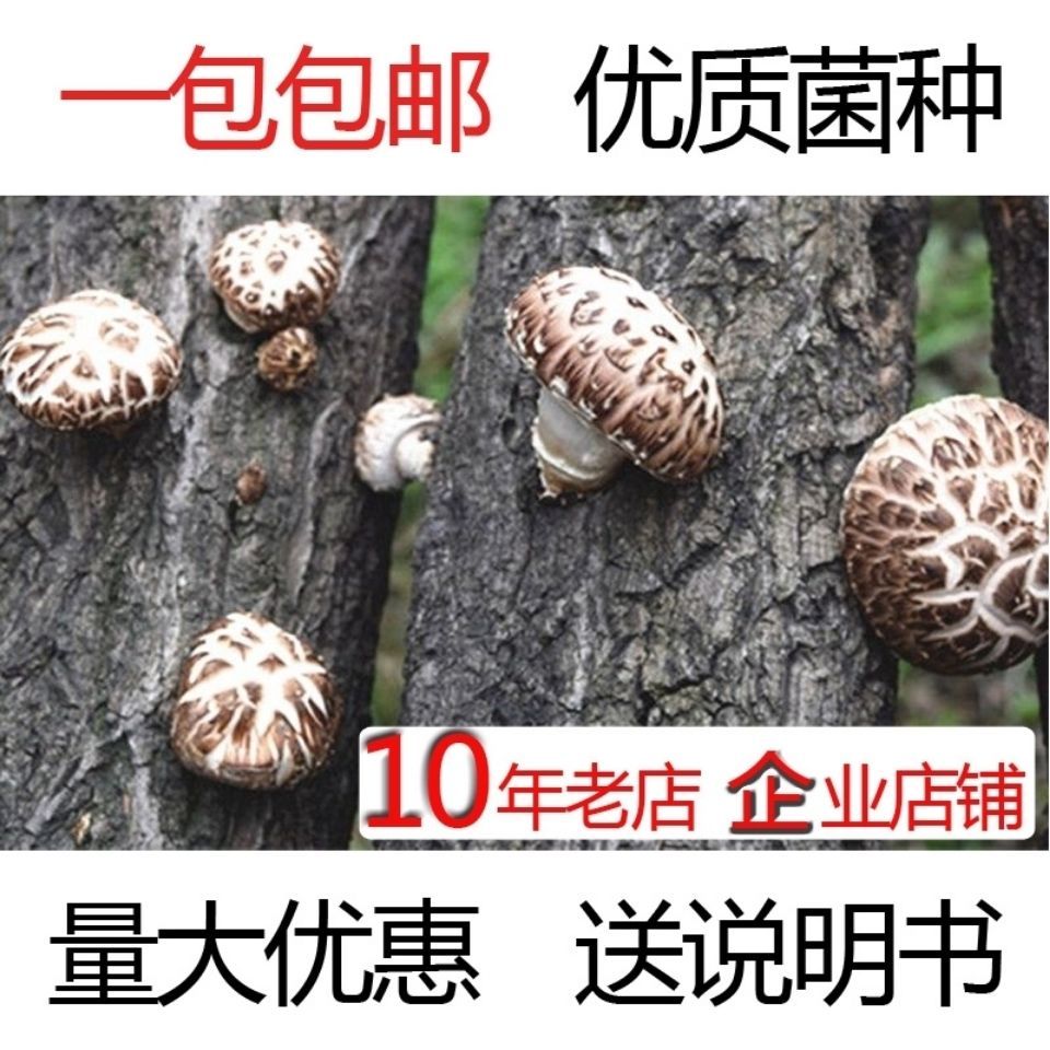 椴木中温木头栽培香菇菌种中温品种种子种苗