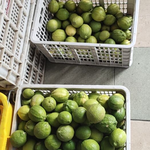 博罗县柠檬  新鲜青柠 产地直供