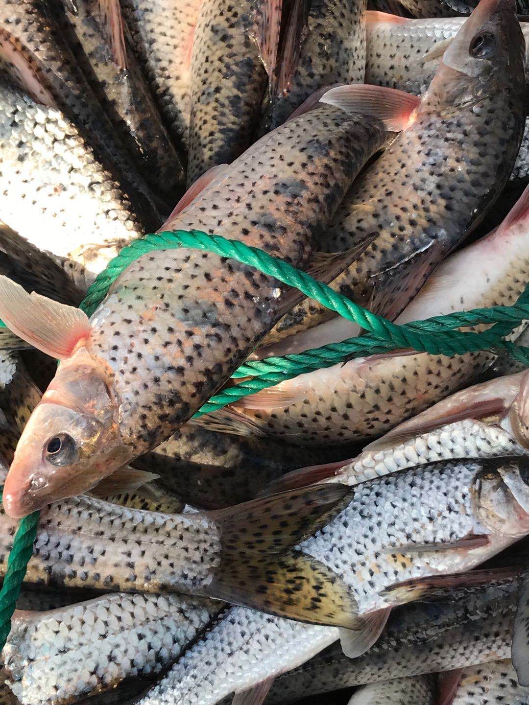 花骨鱼，垂钓**，质量保证