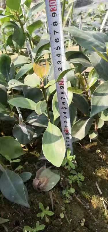 八角树苗 八角嫁接苗实生苗营养杯苗