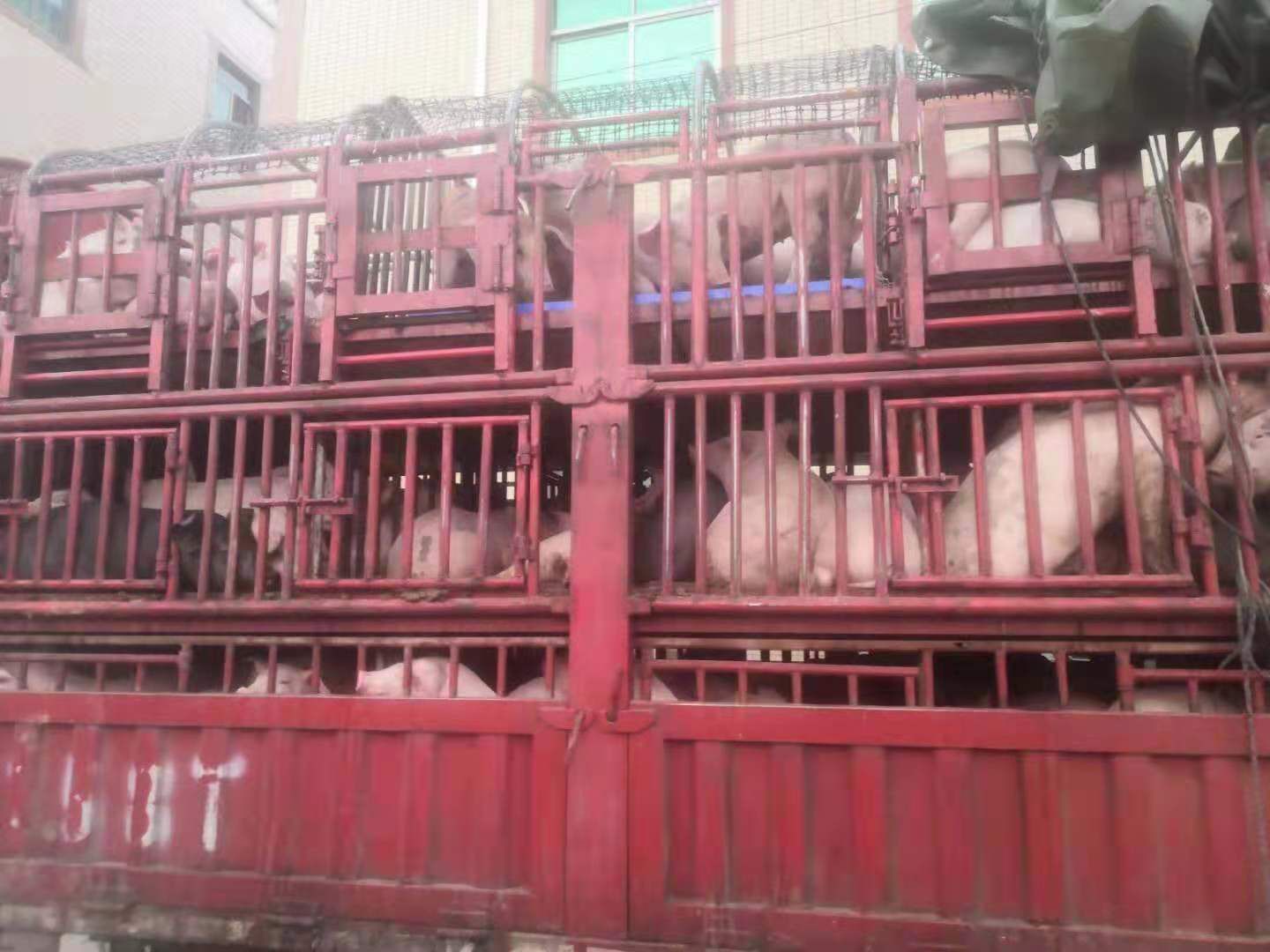 生猪 只供重庆。太湖母猪。二元母猪。预肥猪！