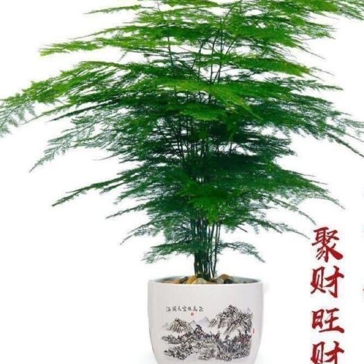 平邑县文竹盆栽苗 室内四季常青   净化空气  吸甲醛  好养