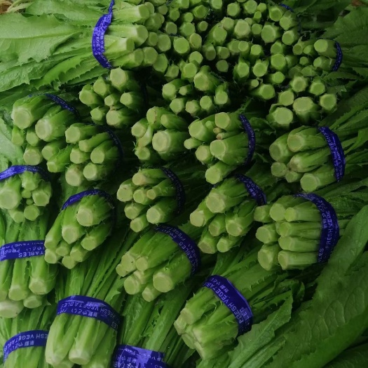 曹县青油麦  油麦菜 山东油麦菜现货供应