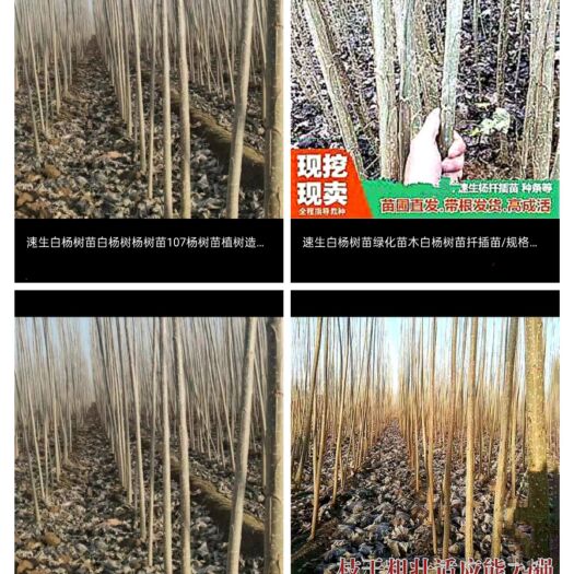 宁阳县107速生杨  自养107杨树苗，现挖，136～6548～6339