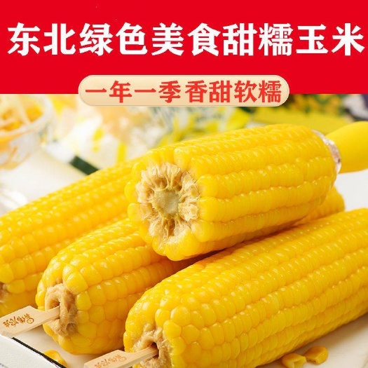 东北玉米糯玉米新鲜黑龙江粘玉米棒真空即食黏苞米甜玉米包邮