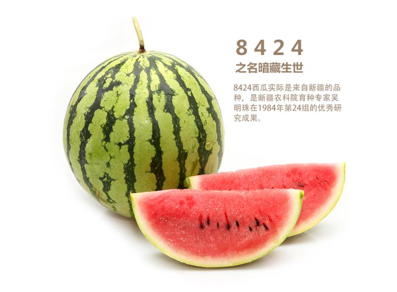 早佳8424西瓜苗  早佳8424嫁接苗